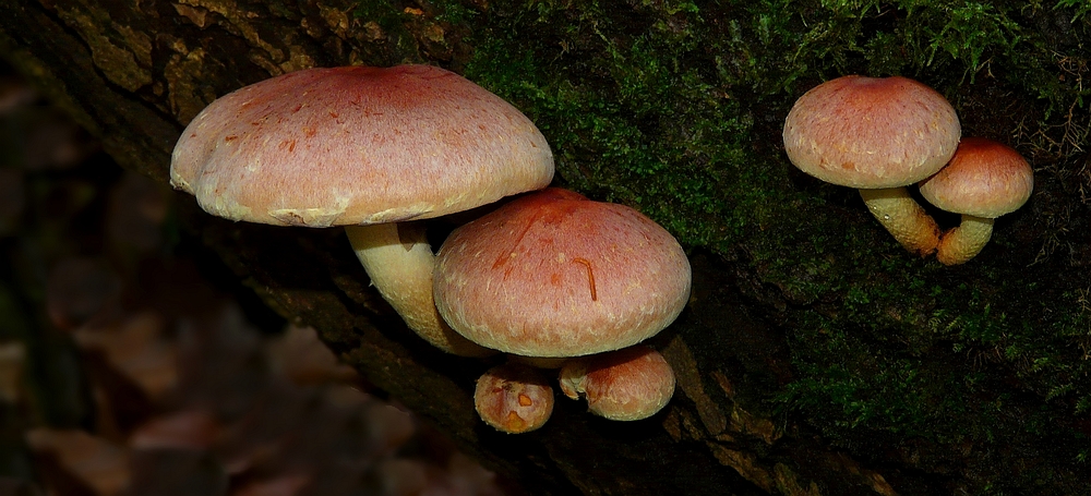 The Fungi World (181) : Brick Cap