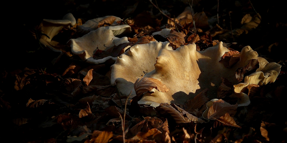 The Fungi World (182) : Hohenbuehelia geogenia