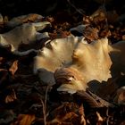 The Fungi World (182) : Hohenbuehelia geogenia