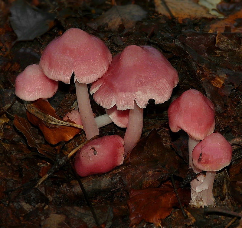 The Fungi World (186) : Rosy Bonnet