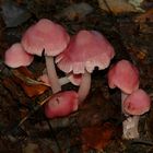 The Fungi World (186) : Rosy Bonnet