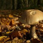 The Fungi World (187) : Slate Bolete