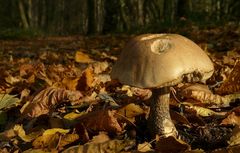 The Fungi World (187) : Slate Bolete