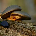 The Fungi World (188) : Olive Oysterling & Black Bulgar