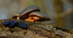 The Fungi World (188) : Olive Oysterling & Black Bulgar