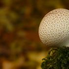 The Fungi World (189) : Common Earthball