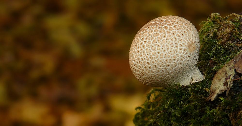 The Fungi World (189) : Common Earthball