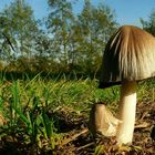 The Fungi world (19) : Glistening inkcap