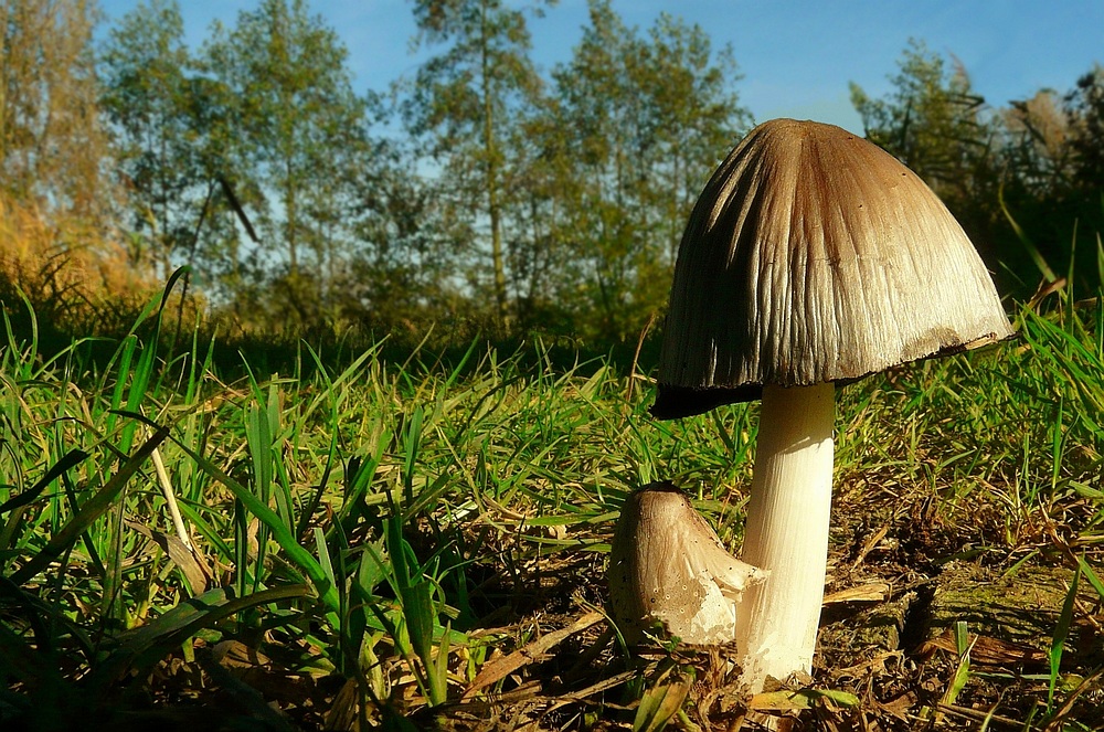 The Fungi world (19) : Glistening inkcap