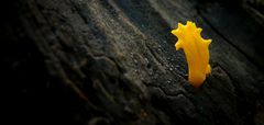 The Fungi World (190) : (birth of a) Yellow Stagshorn