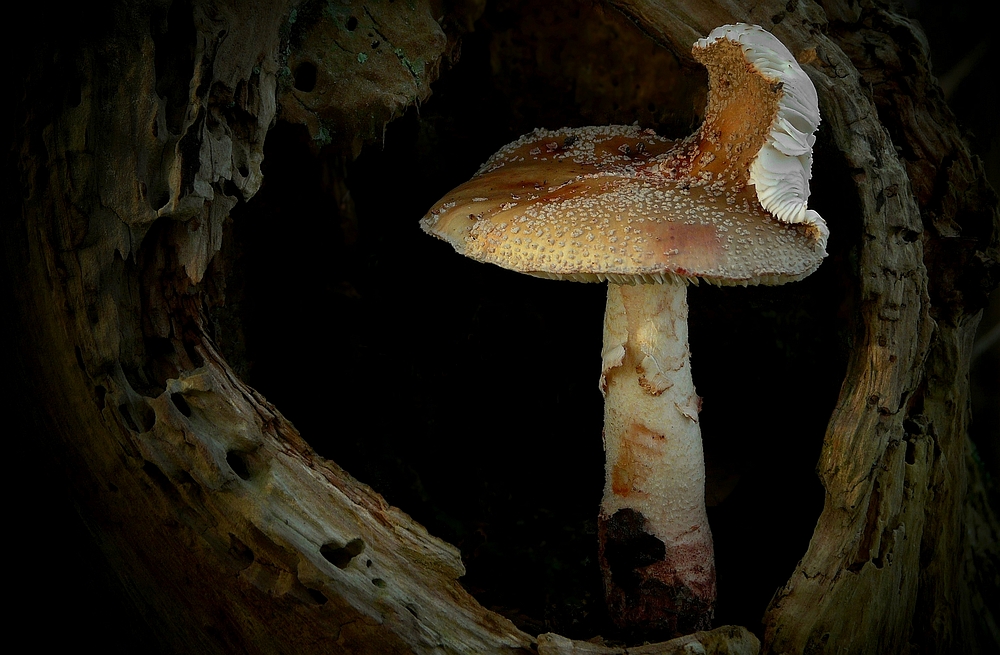The Fungi World (191) : Blusher