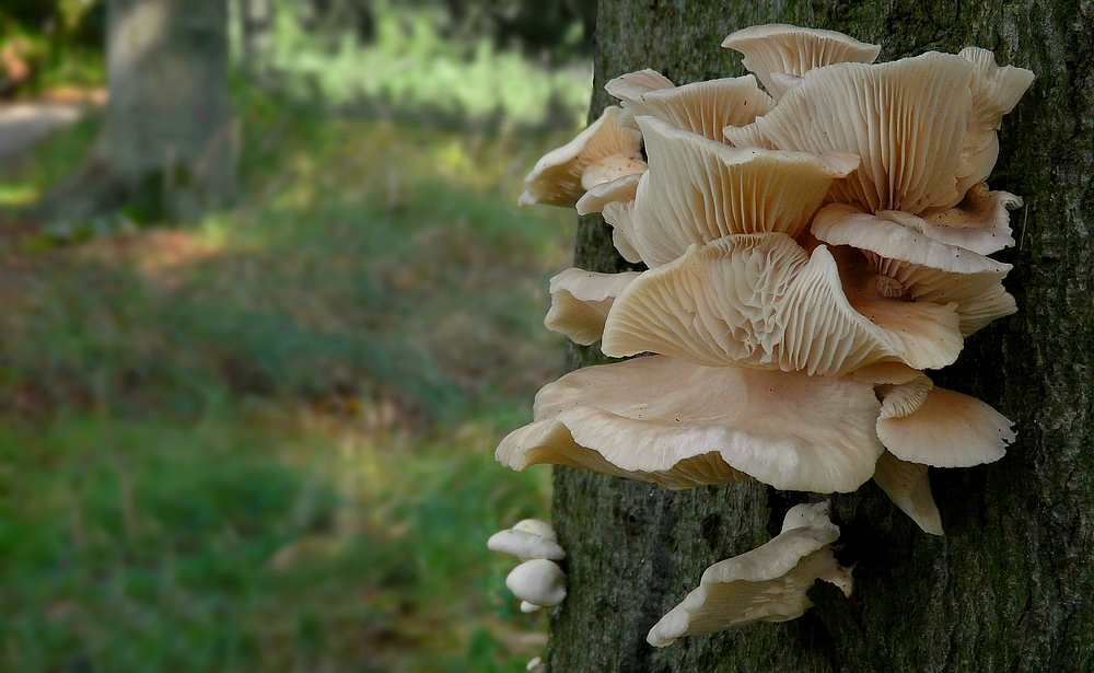 The Fungi World (193) : Branching Oyster