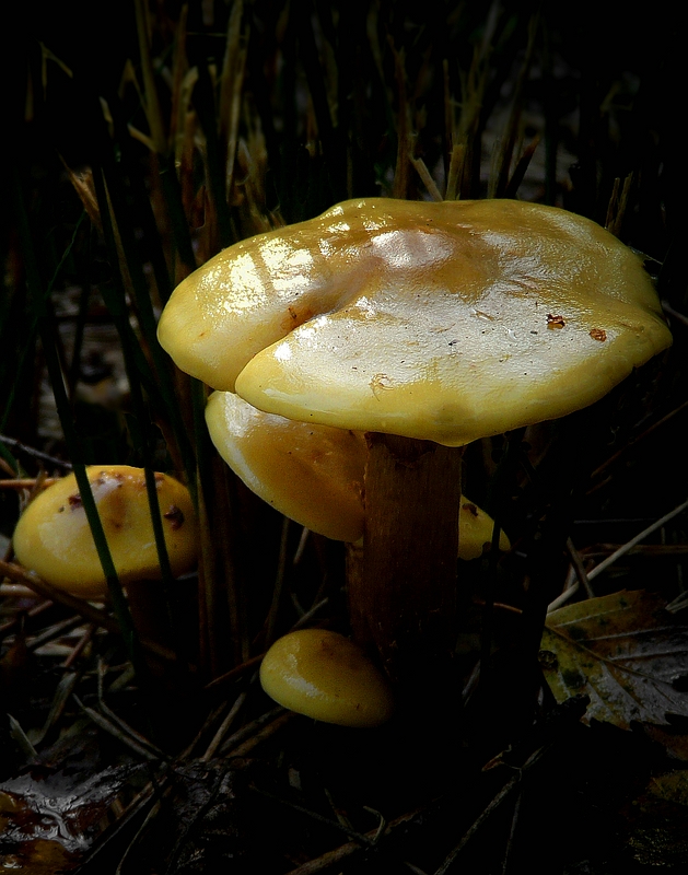 The Fungi World (194) : Summer Velvet Shank