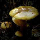 The Fungi World (194) : Summer Velvet Shank