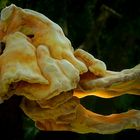 The Fungi World (195) : Chicken of the Woods