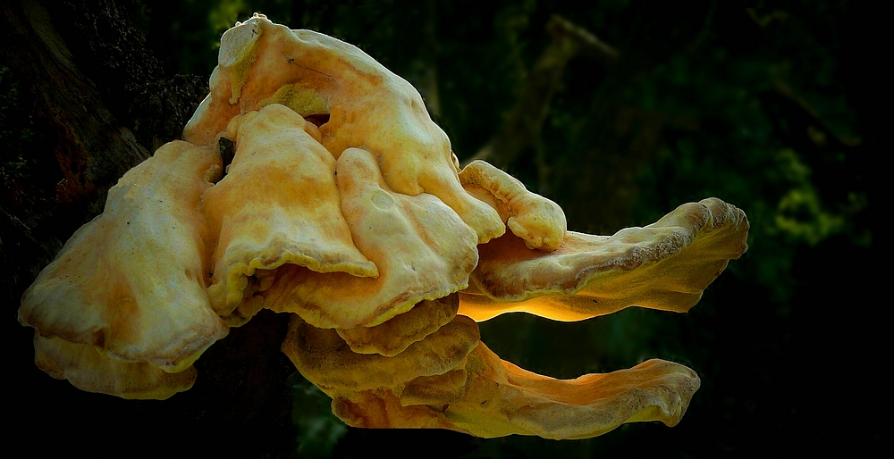 The Fungi World (195) : Chicken of the Woods
