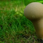 The Fungi World (196) : Common Puffball