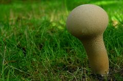 The Fungi World (196) : Common Puffball