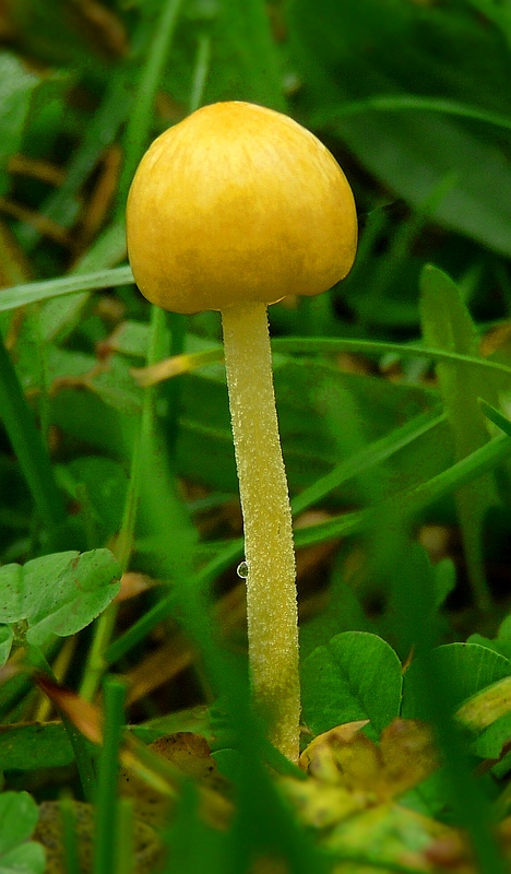 The Fungi World (197) : Yellow Fieldcap