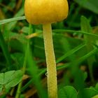 The Fungi World (197) : Yellow Fieldcap