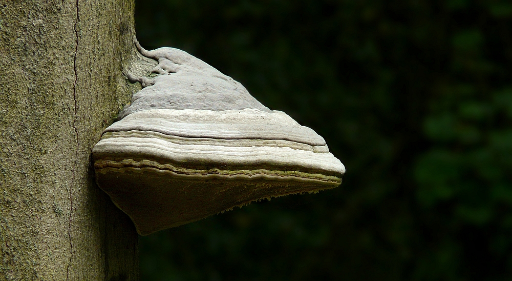 The Fungi World (198) : Hoof Fungus