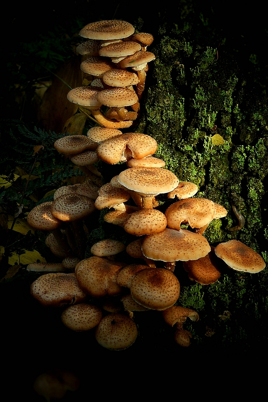 The Fungi World (199) : Honey Fungus