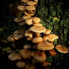 The Fungi World (199) : Honey Fungus