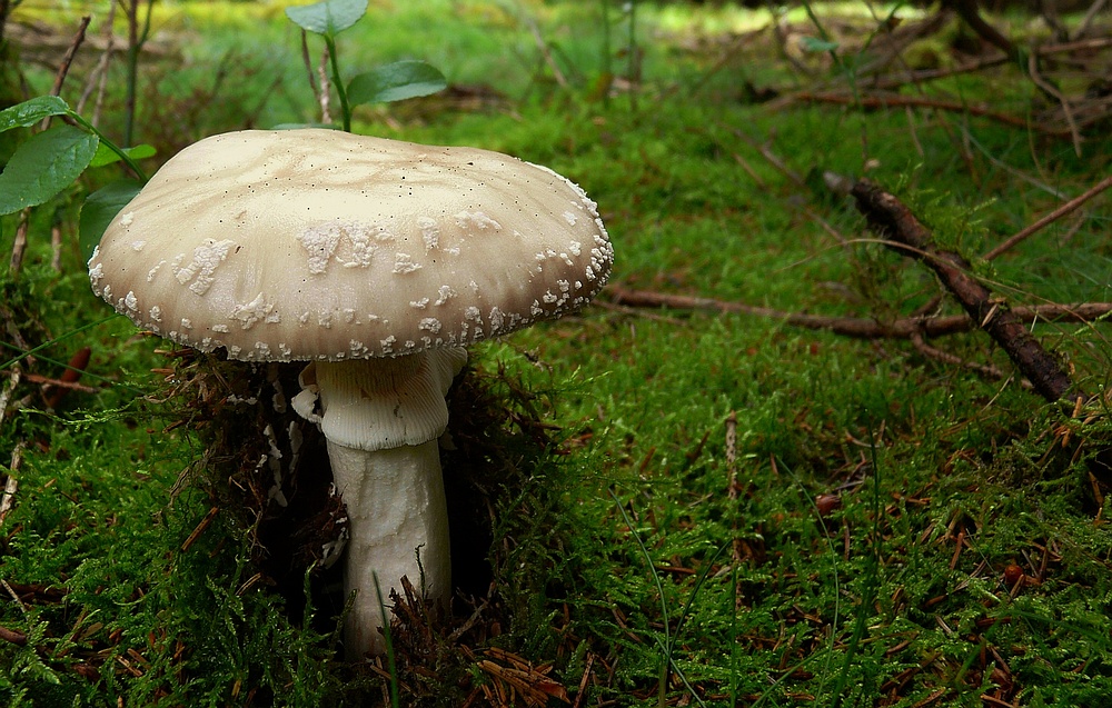 The Fungi world (2) : European blusher