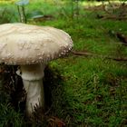 The Fungi world (2) : European blusher