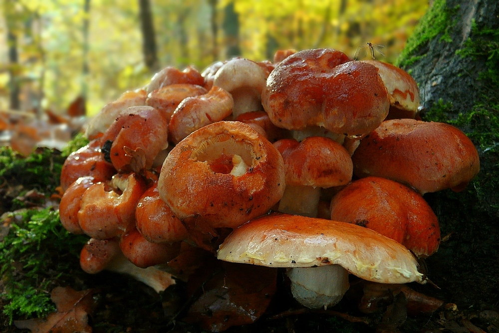 The Fungi world (20) : Brick tuft