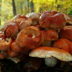 The Fungi world (20) : Brick tuft