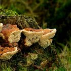 The Fungi World (200) : Yellow Banded Polypore