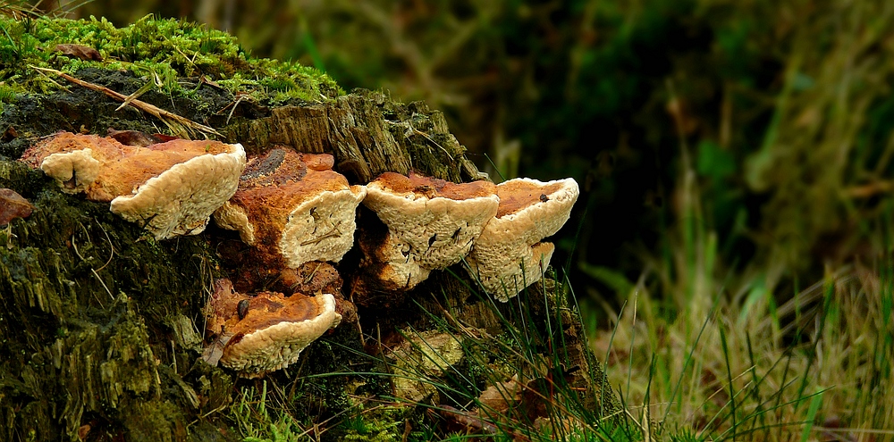 The Fungi World (200) : Yellow Banded Polypore
