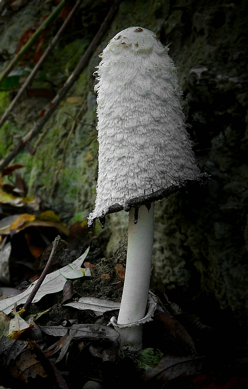 The Fungi World (201) : Shaggy Inkcap