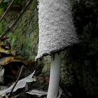 The Fungi World (201) : Shaggy Inkcap