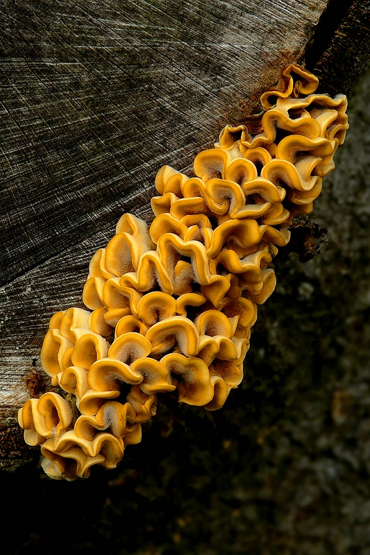 The Fungi World (202) : Hairy Curtain Crust