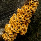 The Fungi World (202) : Hairy Curtain Crust