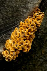 The Fungi World (202) : Hairy Curtain Crust