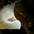 The Fungi World (203) : Bolete Mould