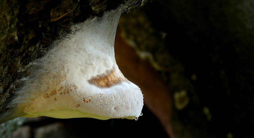 The Fungi World (203) : Bolete Mould