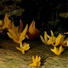 The Fungi World (204) : Small Stagshorn