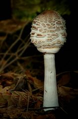 The Fungi World (206) : Shaggy Parasol