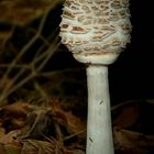 The Fungi World (206) : Shaggy Parasol