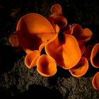 The Fungi World (207) : Orange Peel fungus