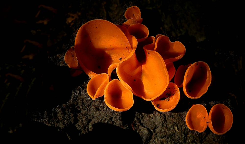The Fungi World (207) : Orange Peel fungus