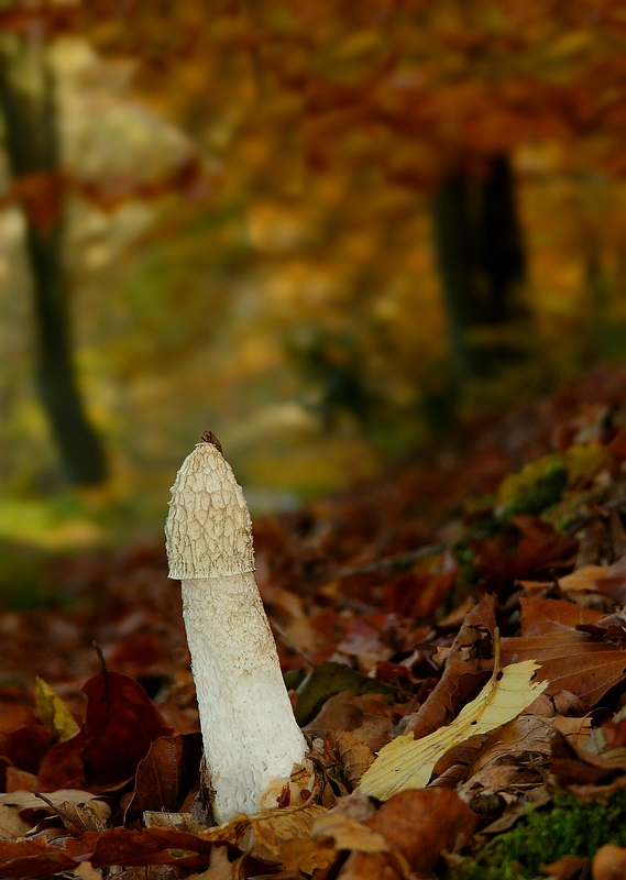 The Fungi World (208) : Stinkhorn