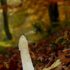 The Fungi World (208) : Stinkhorn