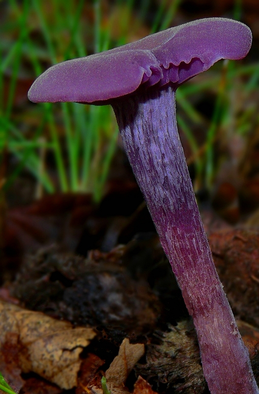 The Fungi World (209) : Amethyst Deceiver