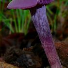 The Fungi World (209) : Amethyst Deceiver