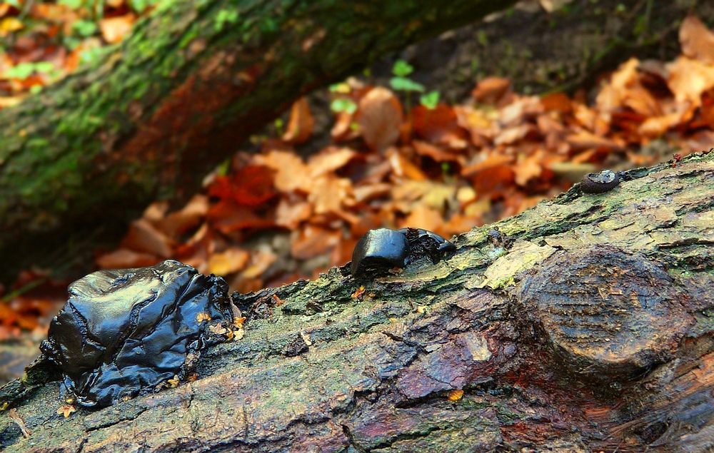 The Fungi world (21) : Black witches' butter